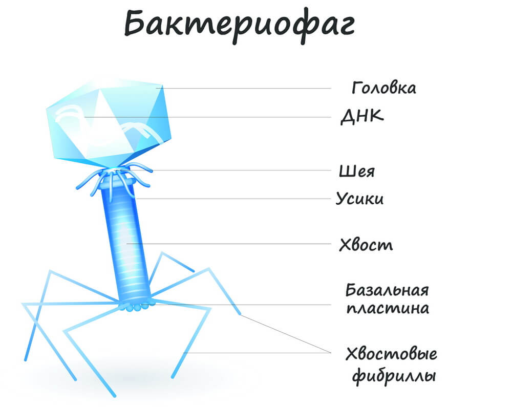 Бактериофагия. Строение бактериофага. Схема строения вируса и бактериофага. Бактериофаг строение рисунок. Вирус бактериофаг.